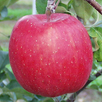 「早生ふじ」　サンふじの早生タイプです。サンふじより１ヶ月以上早いリンゴは味がサンふじに似ています。